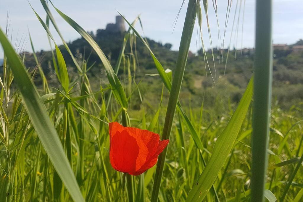 La Casina Di Nonna Giulia Apartamento Castiglione dʼOrcia Exterior foto